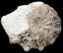 Mammites Ammonite - Goulmima, Morocco #44644-1